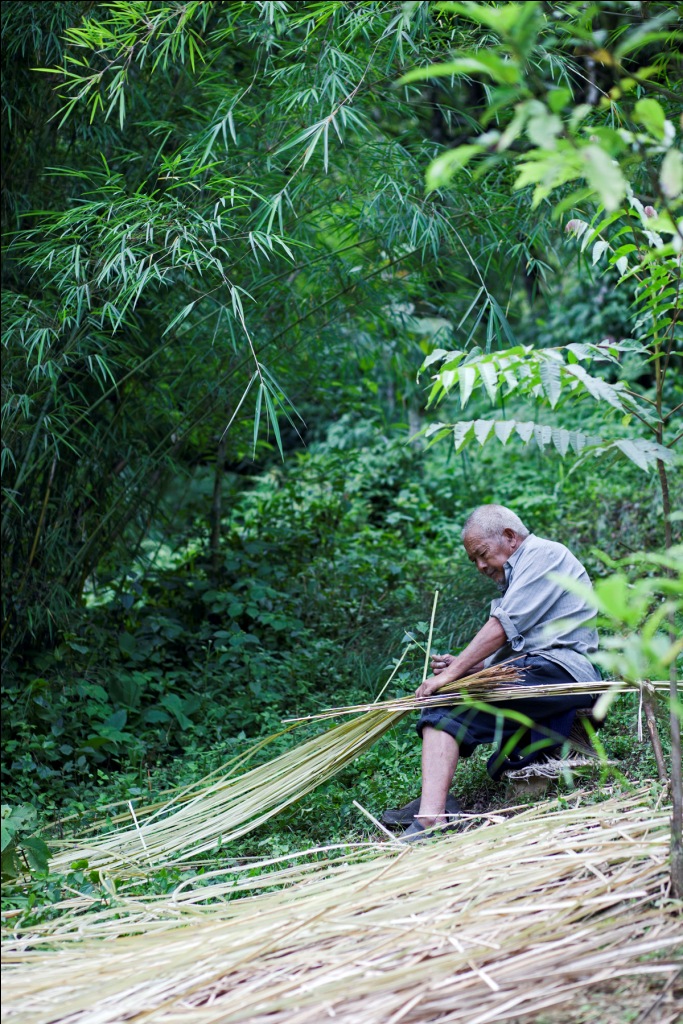 An old craftsman cuts bamboo in a bamboo grove to take to his workshop to make baskets.